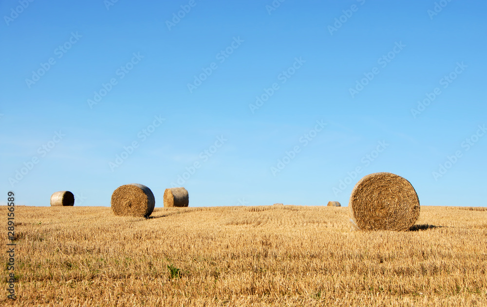 Straw bales in a field in Sussex, England, UK. The golden round bales contrast with the blue sky. Straw bales are a common sight on farms at harvest time. Bales of straw in the English countryside.