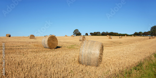 Straw bales in a field in Sussex, England, UK. The golden round bales contrast with the blue sky. Straw bales are a common sight on farms at harvest time. Bales of straw in the English countryside.