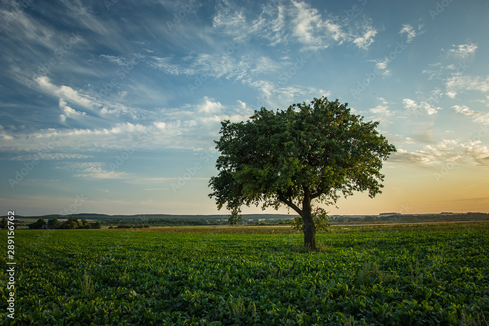 Fototapeta premium Lonely large tree growing in a beetroot field