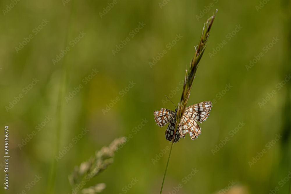 Obraz premium Nature