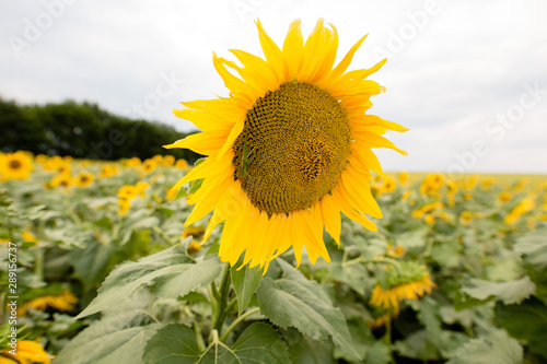 mantis on a sunflower