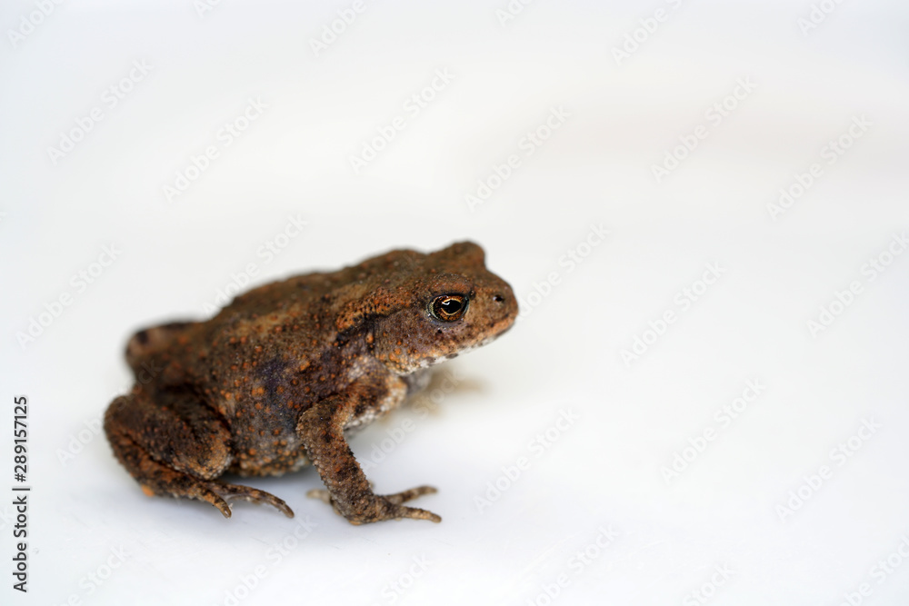 Discovered toad in the garden and taken to the studio for a short time to take pictures. Discovered toad in the garden and taken to the studio for a short time to take pictures.