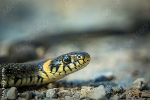 Natrix natrix snake on stony ground, close-up of the eyes