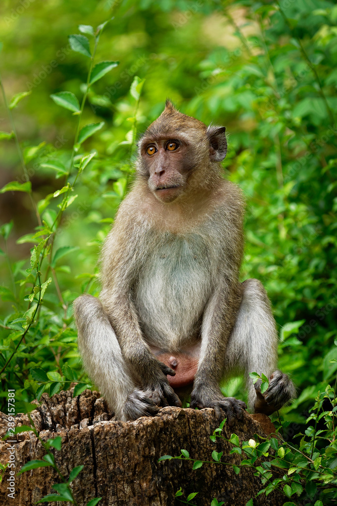 Long-tailed Macaque - Macaca fascicularis also known as crab-eating macaque, a cercopithecine primate native to Southeast Asia, is referred to as the cynomolgus monkey Long-tailed Macaque - Macaca fascicularis also known as crab-eating macaque, a cercopithecine primate native to Southeast Asia, is referred to as the cynomolgus monkey