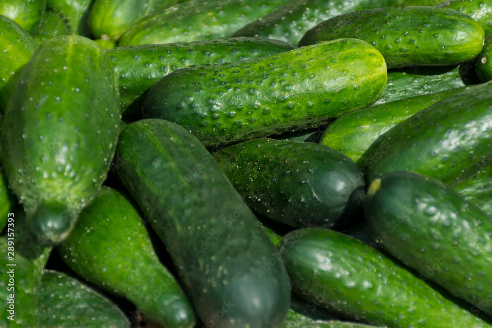 many ripe green cucumbers at the exhibition many ripe green cucumbers at the exhibition