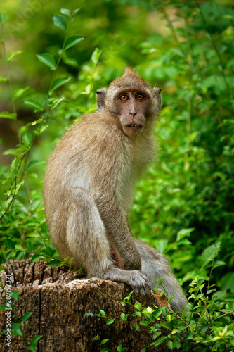 Long-tailed Macaque - Macaca fascicularis also known as crab-eating macaque, a cercopithecine primate native to Southeast Asia, is referred to as the cynomolgus monkey © phototrip.cz