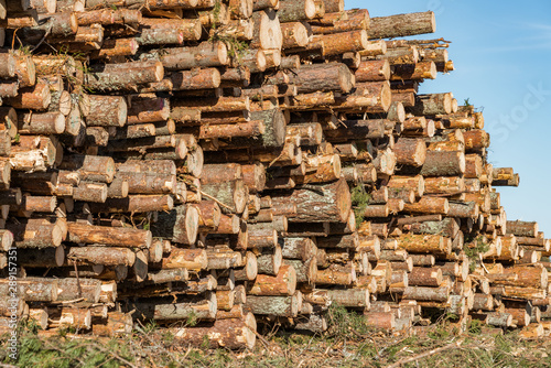 Side view of pile of pine tree logs in a forest after clear cut of forest in Northern Sweden. Very sunny summer day