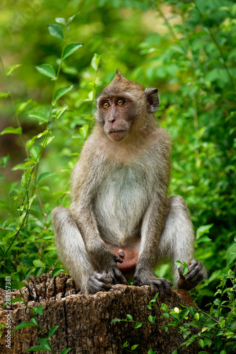 Long-tailed Macaque - Macaca fascicularis also known as crab-eating macaque, a cercopithecine primate native to Southeast Asia, is referred to as the cynomolgus monkey