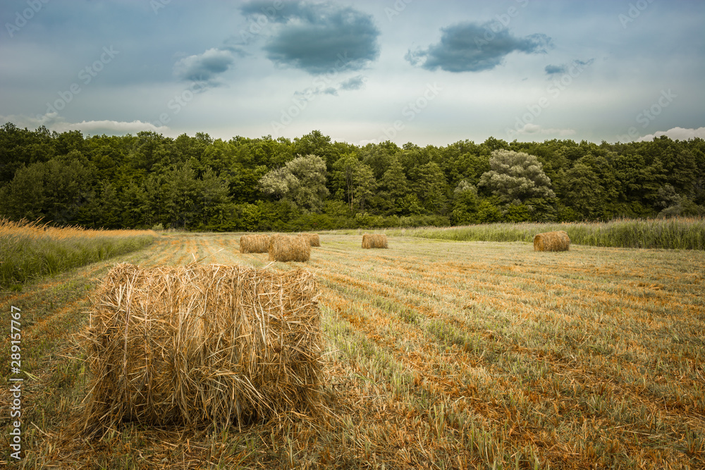Round hay bales in a field, forest and sky