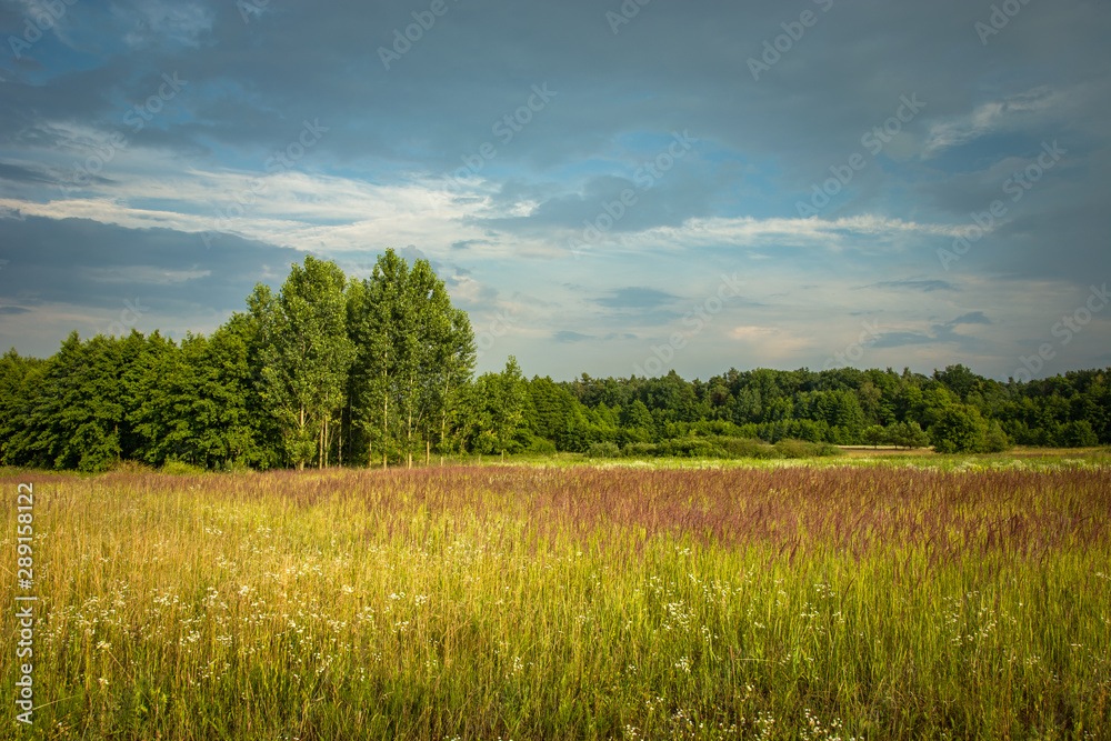 Wild meadow, forest and clouds in the sky