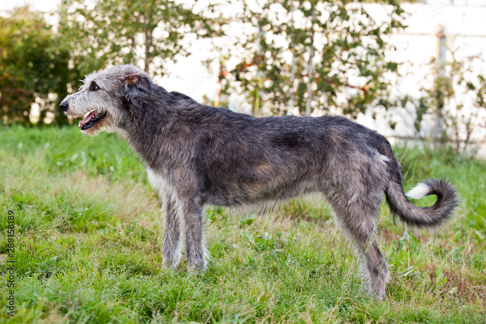 Dog breed  irish wolfhound stands in the yard on green grass