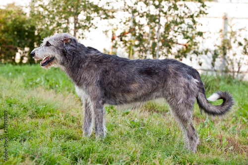 Dog breed  irish wolfhound stands in the yard on green grass