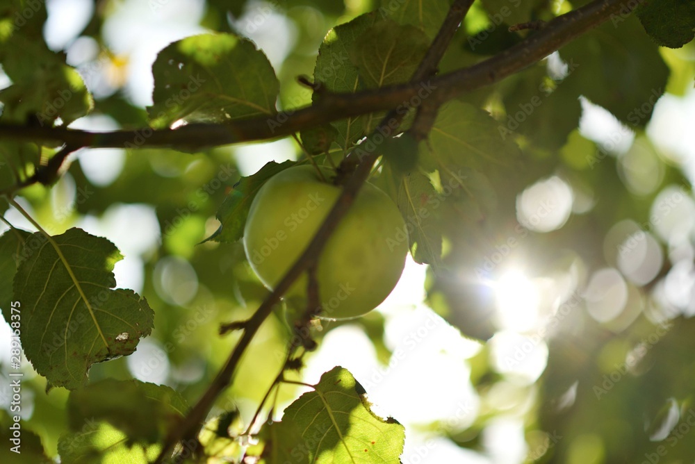Green apple on the tree at end of summer with sun rays