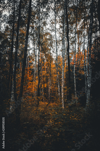 Moody autumn landscape in the forest 