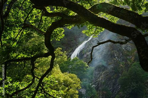Powerscourt waterfall over the tree with beautiful filtering light, Wicklow, Ireland photo