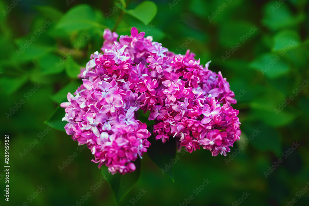 Pink lilac flowers on green leaves background. Blossoming lilac. Shallow depth of field. Selective focus. Pink lilac flowers on green leaves background. Blossoming lilac. Shallow depth of field. Selective focus.