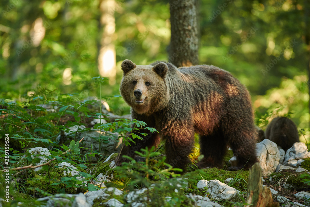 Wild brown bear (Ursus arctos) close up Wild brown bear (Ursus arctos) close up