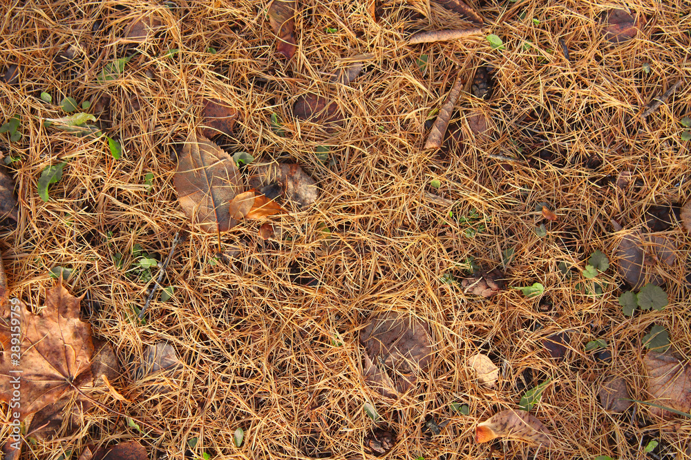 Dry pine needles and leaves on the ground in the forest. Close-up. Top view. Background. Texture. Dry pine needles and leaves on the ground in the forest. Close-up. Top view. Background. Texture.