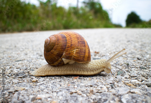 Mollusk snail Helix pomatia in spiral shell. Snail on the road. Macro photo nature.