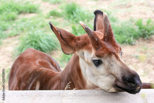Plakat Okapi