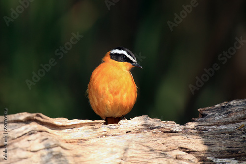 The white-browed robin-chat (Cossypha heuglini), sitting on the branch photo