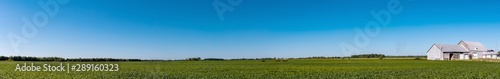 Panoramic view of peas growing in a field with a road