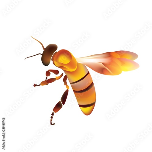 Golden honey bee uterus on white background.