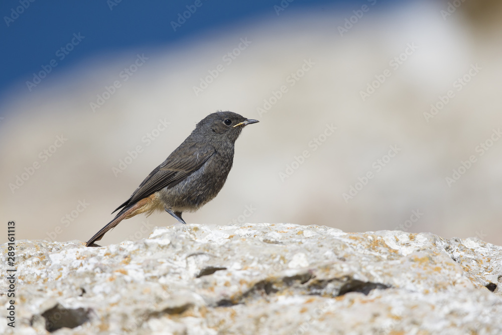 Obraz premium A juvenile black redstart (Phoenicurus ochruros) perched on the coastal rocks of the Algarve Portugal.