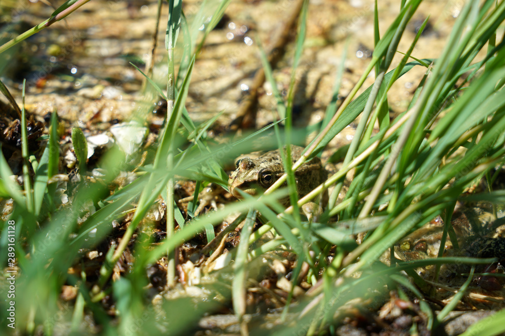 Pond frog photographed on a sunny spring day in Germany on a calm waters. Pond frog photographed on a sunny spring day in Germany on a calm waters.