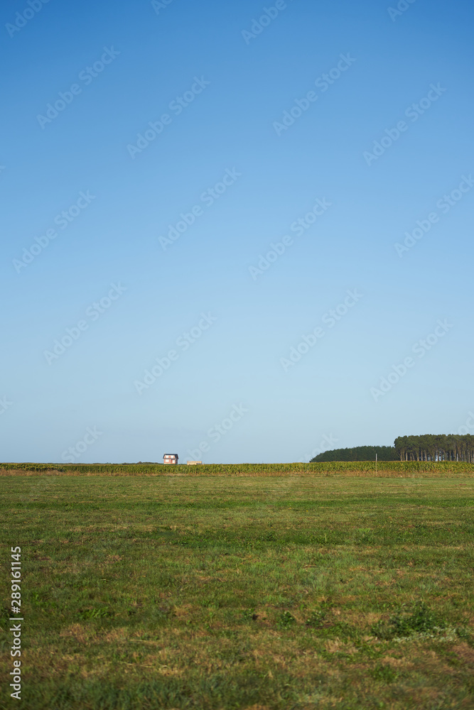Fototapeta premium Field of grass completely empty until the horizon