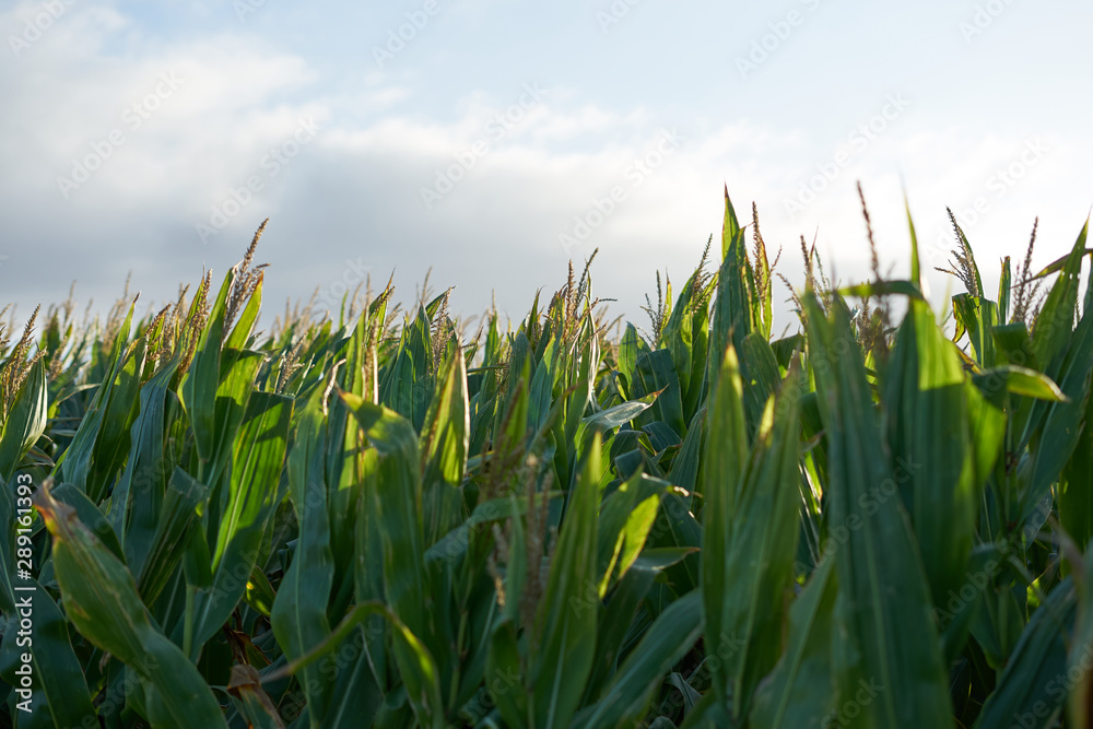 Fototapeta premium Detail of the top of a full size corn plantation just before the collection