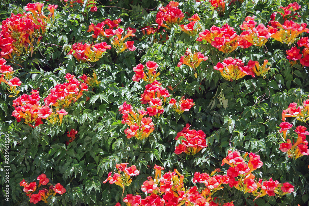 Close view of a field of yellow red blooming trumpet vine