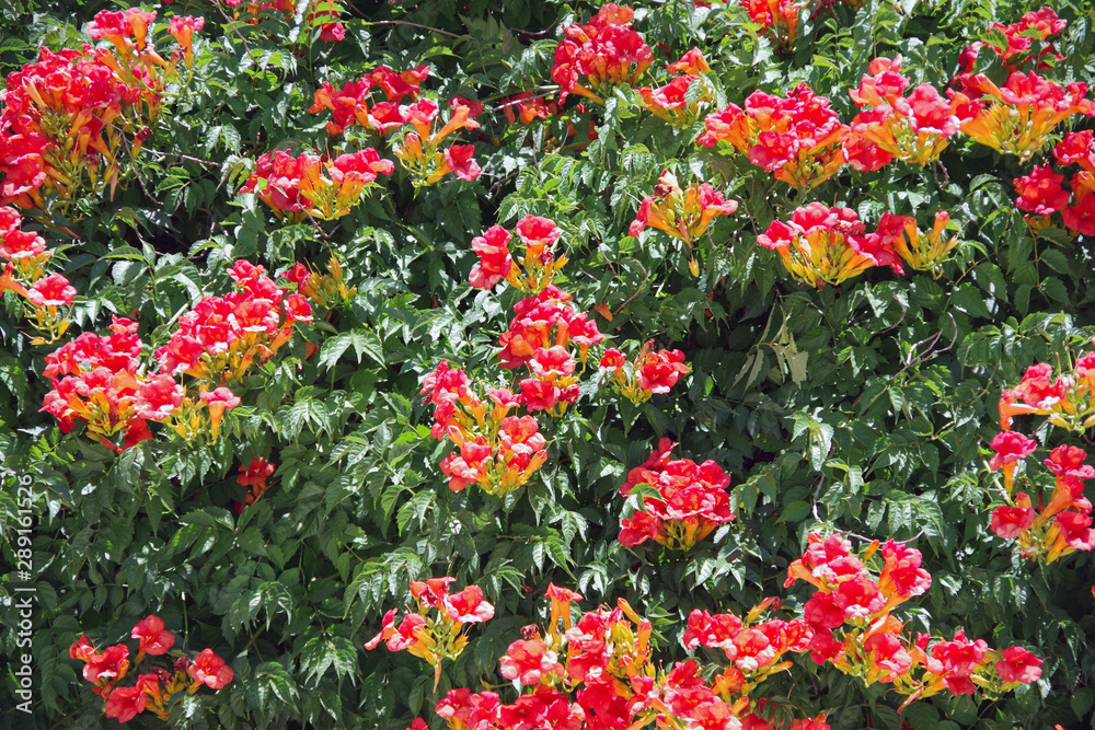 Close view of a field of yellow red blooming trumpet vine Close view of a field of yellow red blooming trumpet vine