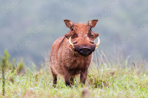 Принти на полотні Wart Hog