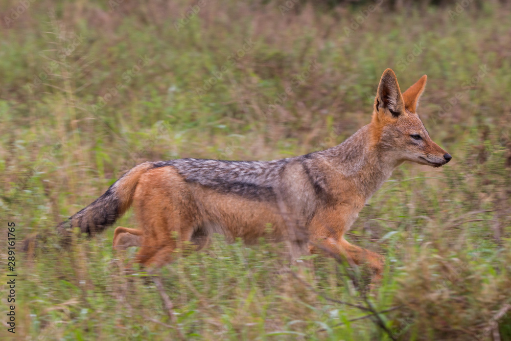 Jackal Jackal