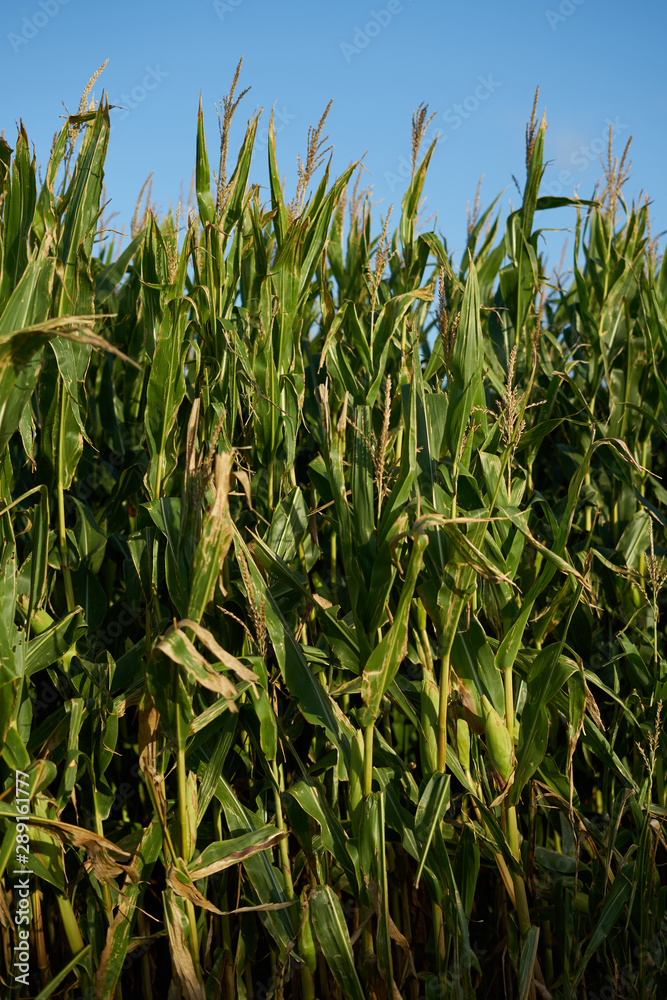 Detail of the top of a full size corn plantation just before the collection Detail of the top of a full size corn plantation just before the collection