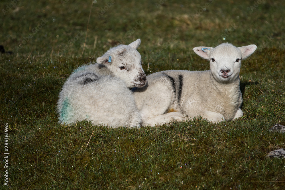lambs in a field lambs in a field