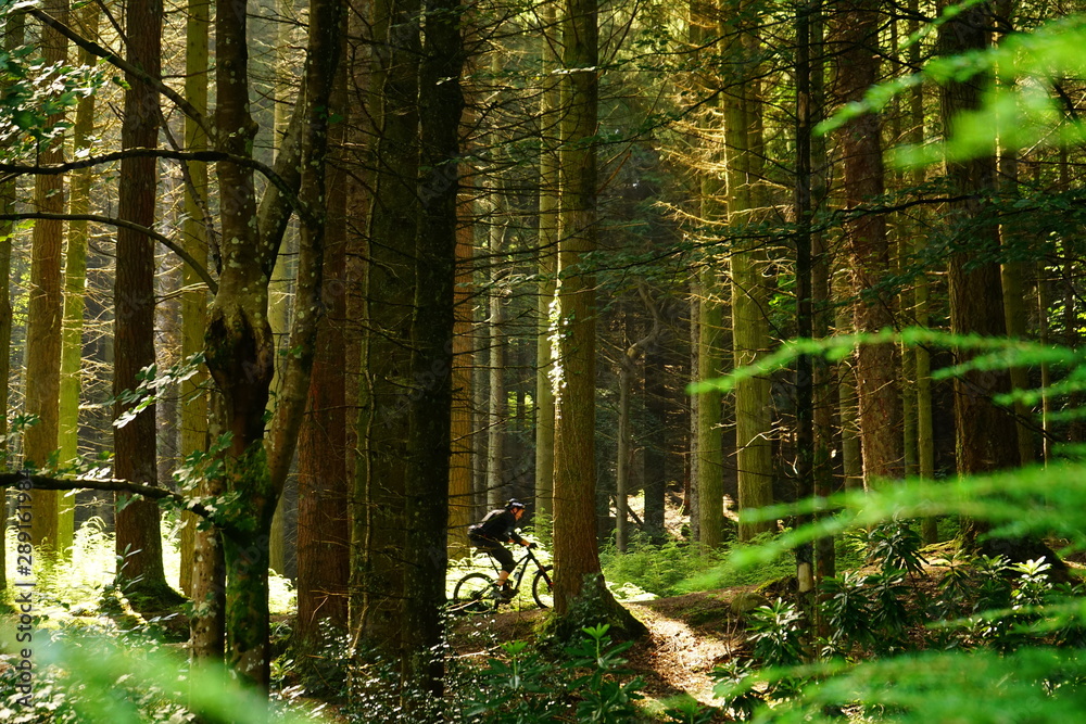 Obraz premium Outdoor bike sport in Tollymore Forest Park, Down, Northern Ireland