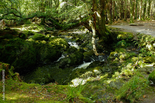 Tollymore Forest Park  Down  Northern Ireland