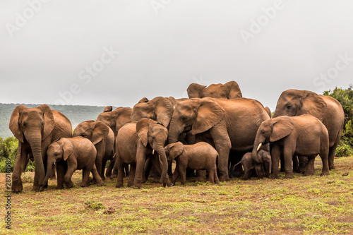 Elephant Family