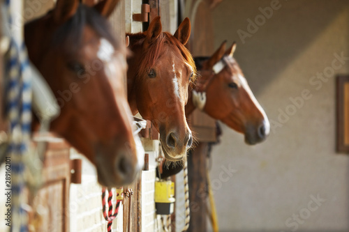 Fototapeta Three brown horses in the stable