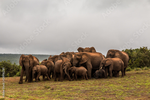 Elephant Family