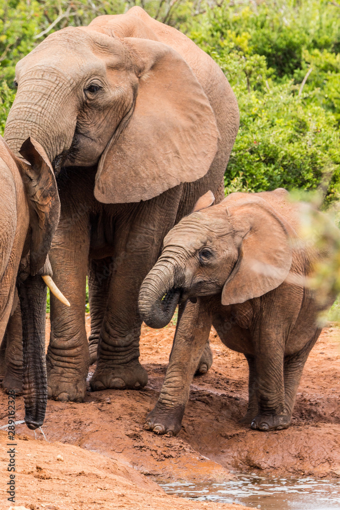 Obraz premium Elephant Family