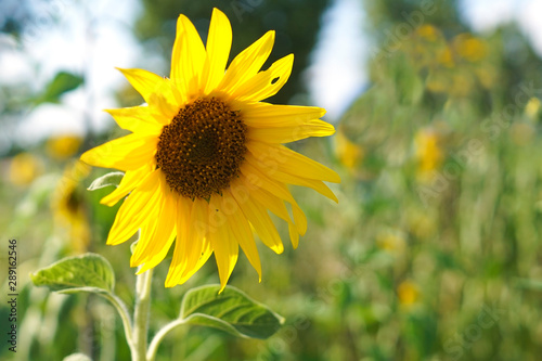 A sunflower on a field in the summer