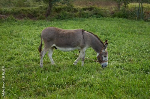 Donkey on a grass field