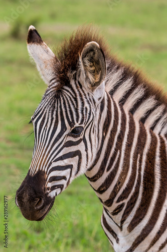 Zebra Baby Portrait