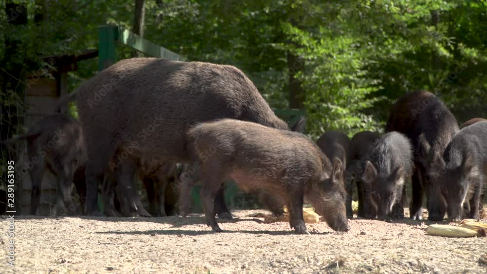CHERNOBYL, UKRAINE - September 03, 2019: A herd of wild boars eat in the forest. CHERNOBYL, UKRAINE - September 03, 2019: A herd of wild boars eat in the forest.