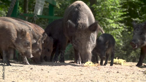 CHERNOBYL, UKRAINE -  September 03, 2019:  A herd of wild boars eat in the forest.