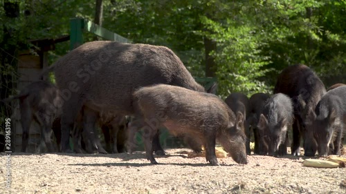 CHERNOBYL, UKRAINE -  September 03, 2019:  A herd of wild boars eat in the forest.
