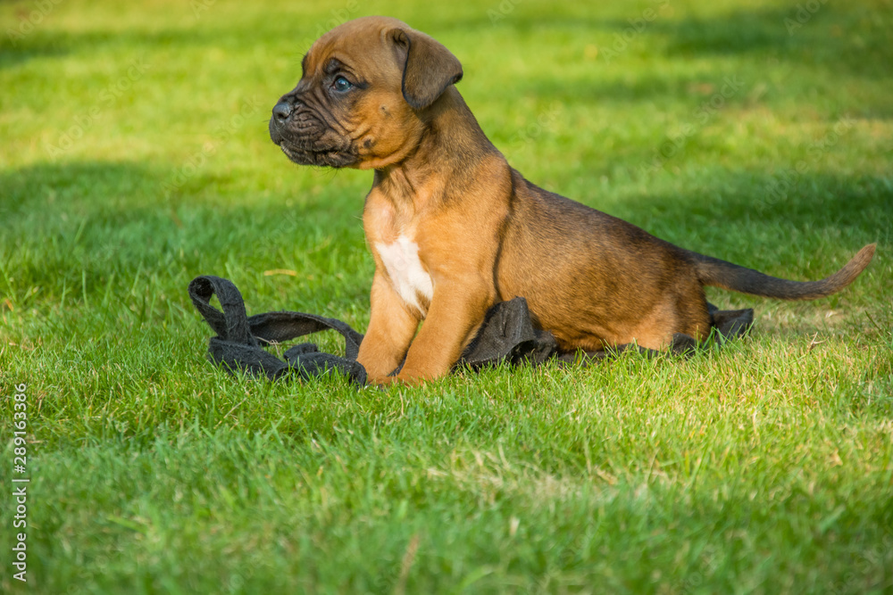 Brown puppy sitting on the green grass